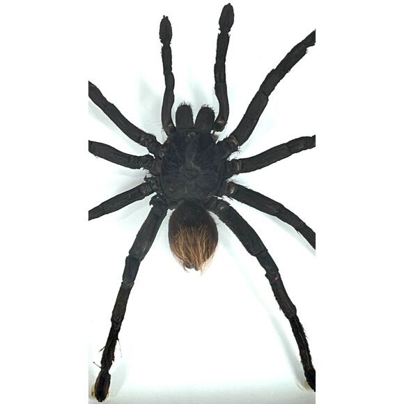 Tarantula Taxidermy Yucatan Rust Rump Giant Hairy Real Spider Between Glass - Picture 13 of 15